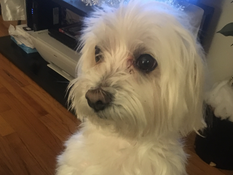 Illustration for article titled Bloodstained Made Me Fight The Disembodied Head Of My Dog